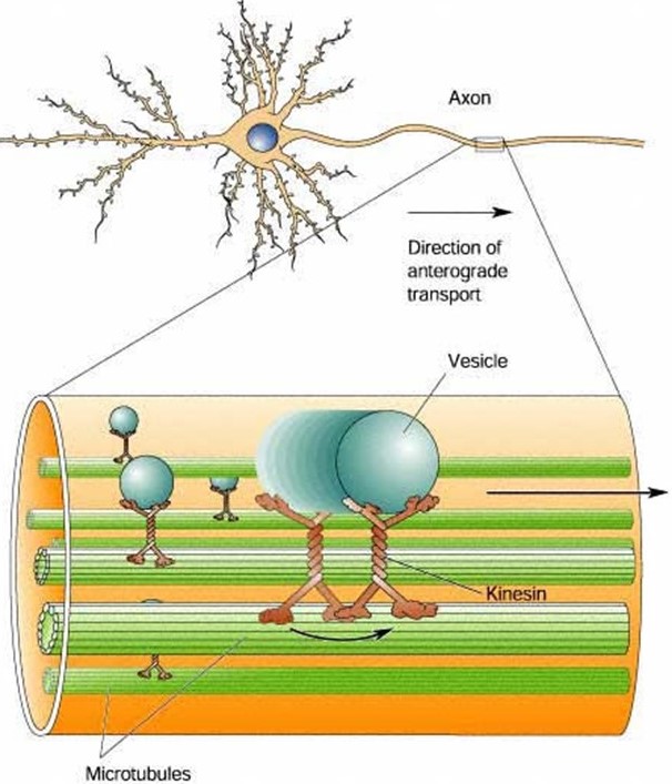 Cytoskeletal filaments provide tracks for molecular motor-driven transport