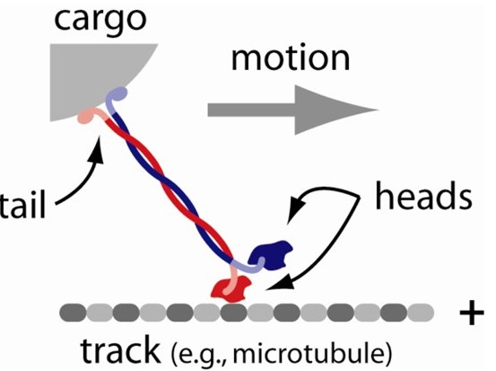 Basic elements of a molecular motor