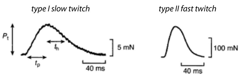 Different fiber types exhibit different twitch behaviors