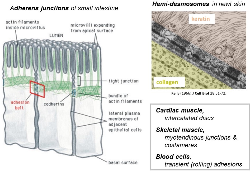 Junctions connect cytoskeletal filaments of neighboring cells