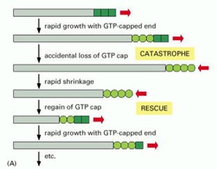 Microtubule dynamic instability