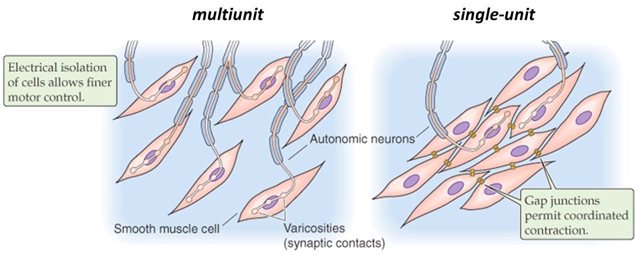 Patterns of smooth muscle innervation