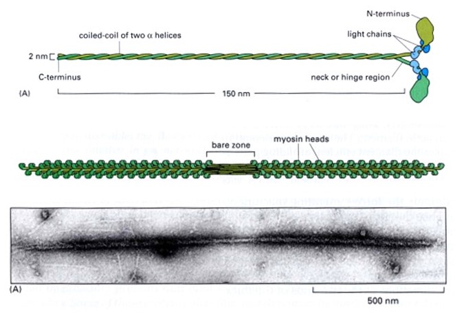 Thick filaments are primarily made of myosin