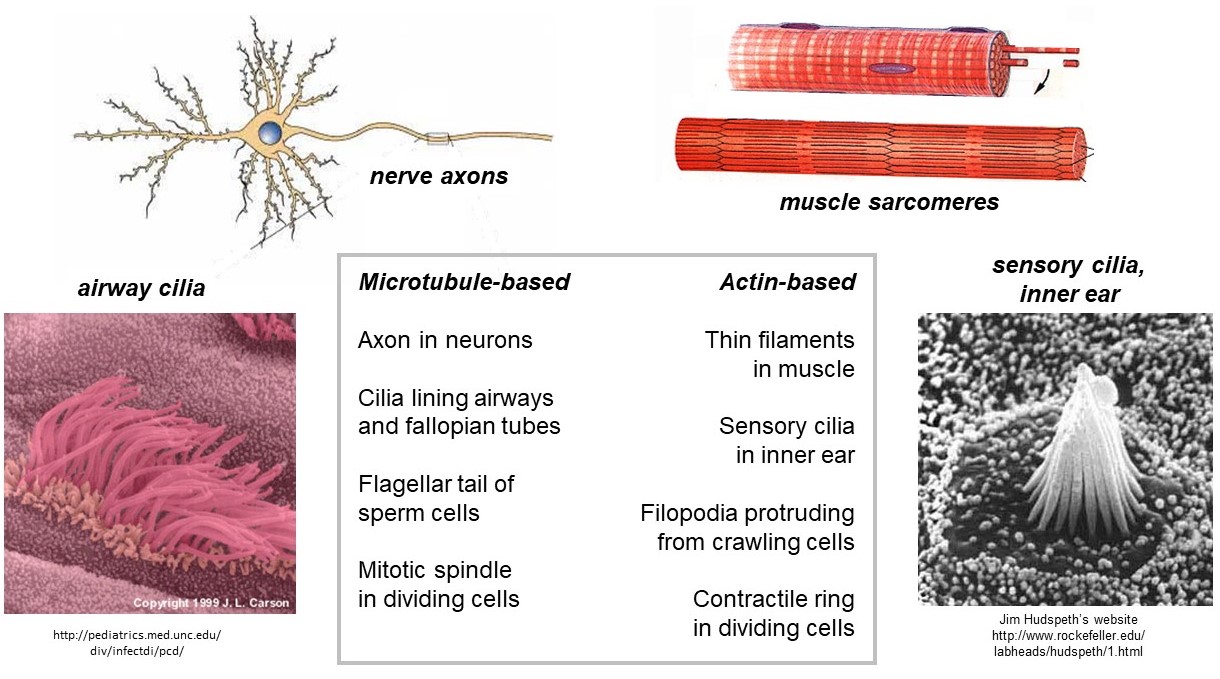 Polarized arrays of cytoskeletal filaments provide frameworks for specialized cellular structures