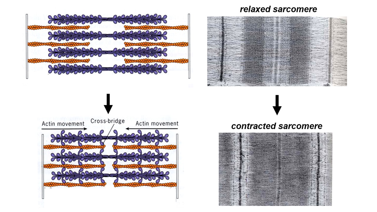 Sarcomeres, fundamental contractile units