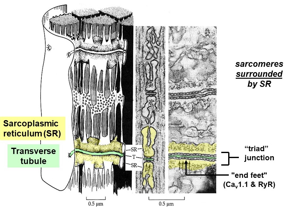 Sarcoplasmic Reticulum