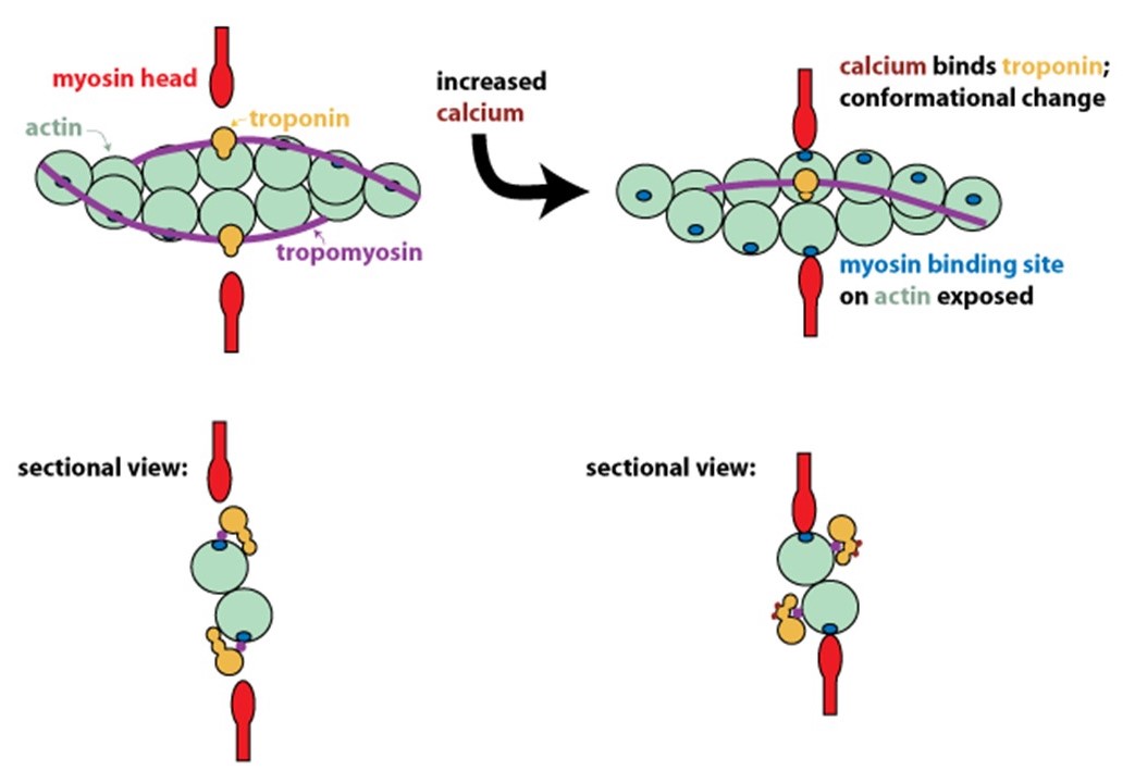 Thin Filament Regulation By Calcium