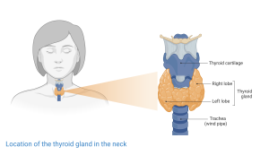 Diagram of the thyroid gland and its relationship to trachea