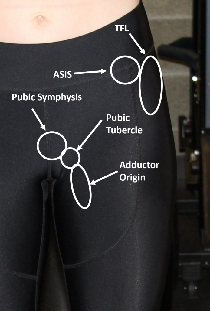 Left Hip–Anterior view