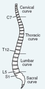 Normal curvature of the spine