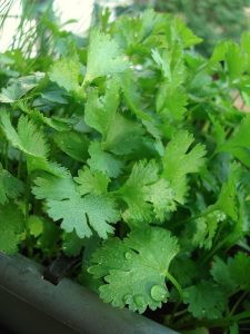 Fluffy, green cilantro leaves.