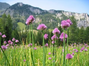 Fluffy, purple chive flowers on thin, green chive stalks. Mountains are in the background.