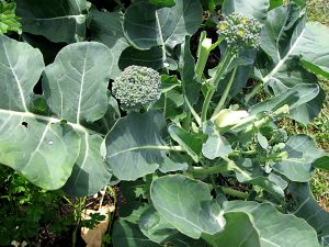 Large, curling broccoli leaves with a nubbly, green-ish flower in the center