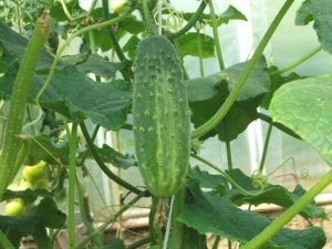 A somewhat spiny, green cucumber hanging from a vine
