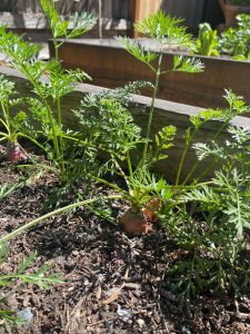 Feathery, green leaves over an orange carrot just starting to peek out of the dirt.