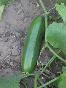 A smooth green cucumber hanging from a vine.