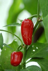 Two fire engine red peppers against bright green leaves.
