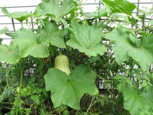Large green squash leaves surround one, not yet ripe butternut squash on a vine