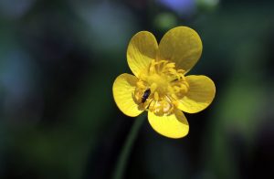 A flower with five, bright yellow petals arranged around a yellow center.