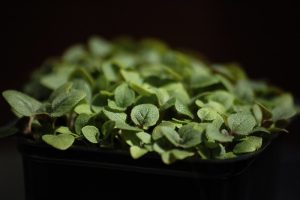 Small, green leaves against a black background.