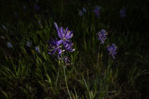 A dark blue camas flower against a dark background.