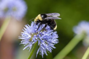 A black and yellow Western Bumble Bee perches on top of a spherical, light blue flower head.