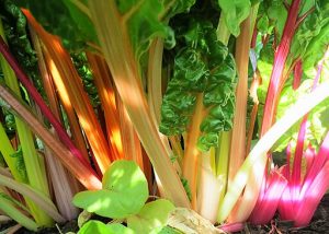 Red, yellow, and orange chard stalks below full, green leaves.