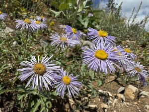 Flowers with fringey, light purple petals arranged around a mustard yellow center.
