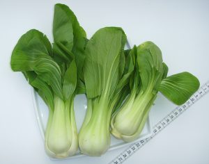 Large, rounded green Pak Choi leaves over thick white stalks.