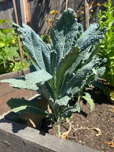 Large, dark green kale leaves.