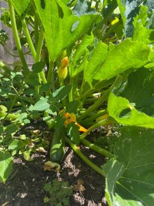 Large, green zucchini leaves over a yellow-orange flower that has just started to open.