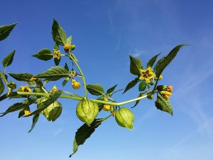 Bright green tomatillos with slight white stripes and speckling. Yellow flowers are also on the vine.