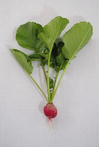 A small, red, round radish with green leaves at the top.