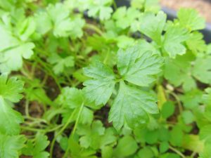 A mass of green parsley leaves. Plants have three leaves connected to a common center.