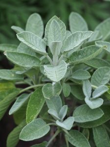 Silvery green sage leaves against a black background.