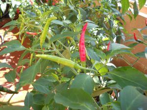A thin red and thin green pepper nestled among large green leaves.