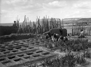 Black and white image of grid-like pattern in garden beds